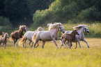 herd of Welsh Ponies