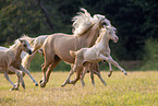 herd of Welsh Ponies