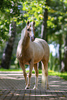 Welsh Pony