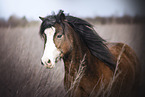 Welsh Pony in high gras