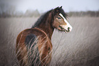 Welsh Pony in high gras