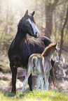 Welsh foal