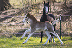 Welsh foal