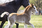 Welsh Pony