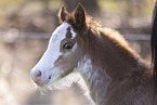 Welsh foal