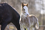 Welsh foal