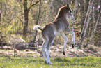 Welsh foal