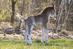 Welsh foal