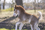 Welsh foal