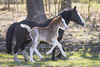 Welsh foal