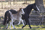 Welsh foal