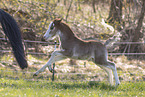 Welsh Pony