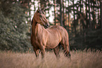 brown Welsh Pony