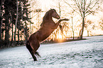 brown Welsh Pony