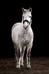 Welsh Pony mare
