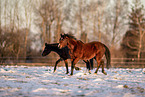 Welsh Pony mares