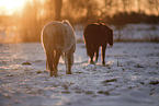 Welsh Pony mares