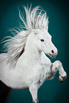 Welsh Pony in studio