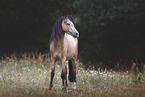 Welsh Pony