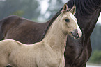 Welsh Pony