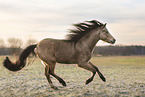 Welsh Pony