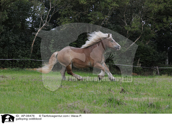 galloping coldblood / AP-06476