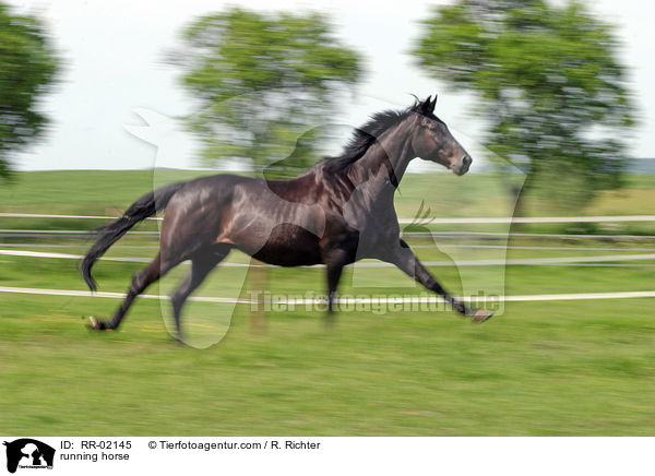 Pferd im Galopp / running horse / RR-02145
