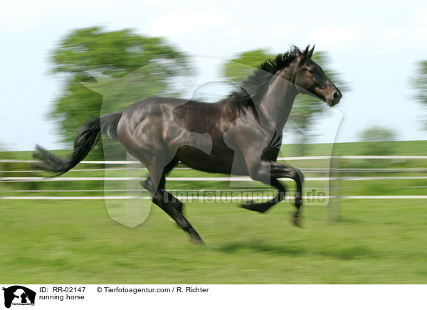 running horse / RR-02147
