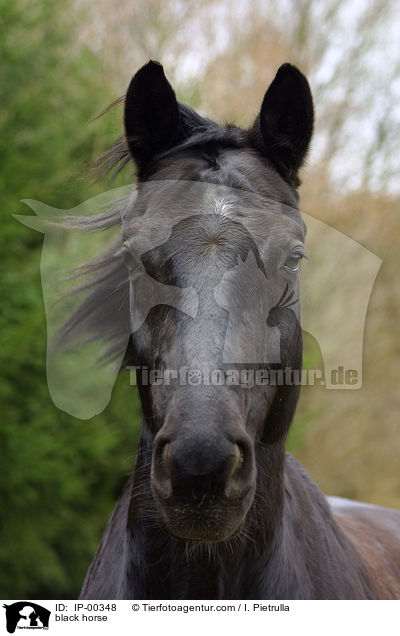 schwarzes Pferd / black horse / IP-00348