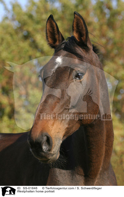 Westfale Portrait / Westphalian horse portrait / SS-01846