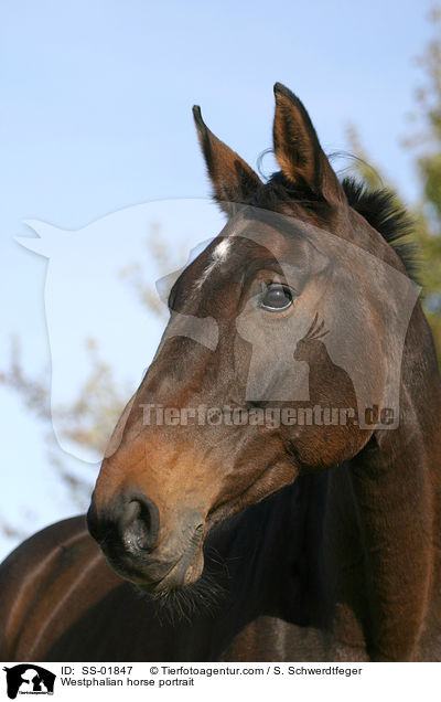 Westfale Portrait / Westphalian horse portrait / SS-01847