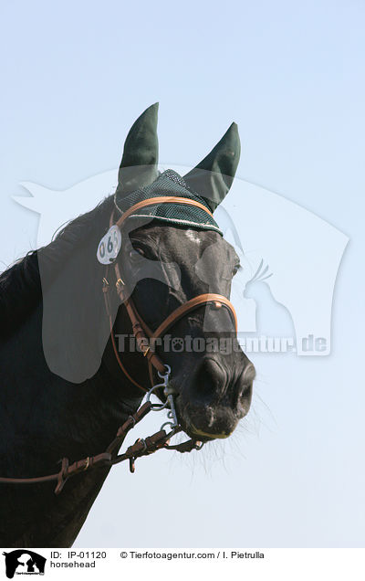 Pferdeportrait / horsehead / IP-01120