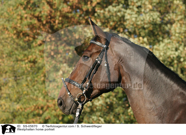 Westfale Portrait / Westphalian horse portrait / SS-05670