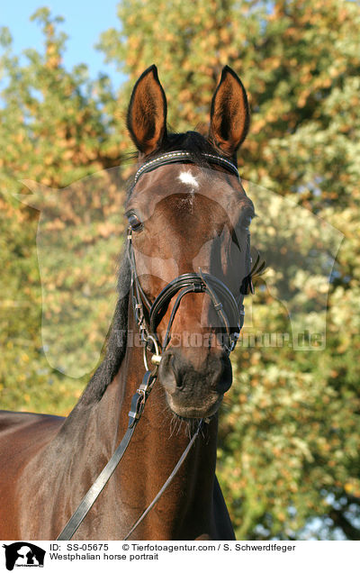 Westfale Portrait / Westphalian horse portrait / SS-05675