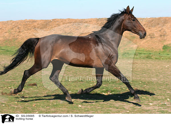 trabendes Pferd / trotting horse / SS-05685