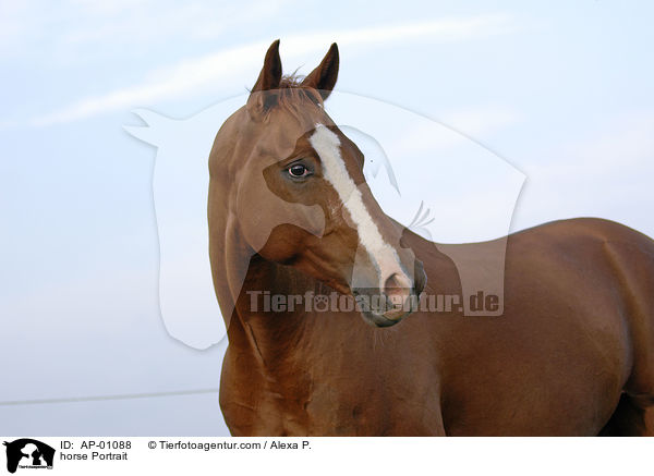 Westfale Portrait / horse Portrait / AP-01088