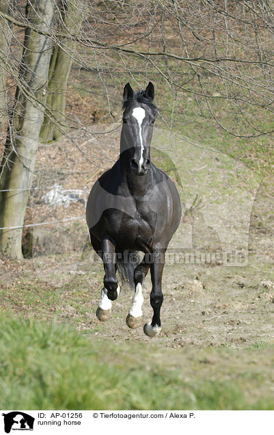 rennendes Pferd / running horse / AP-01256
