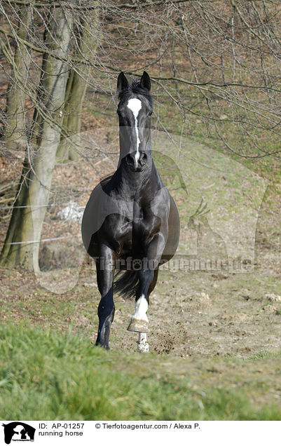rennendes Pferd / running horse / AP-01257
