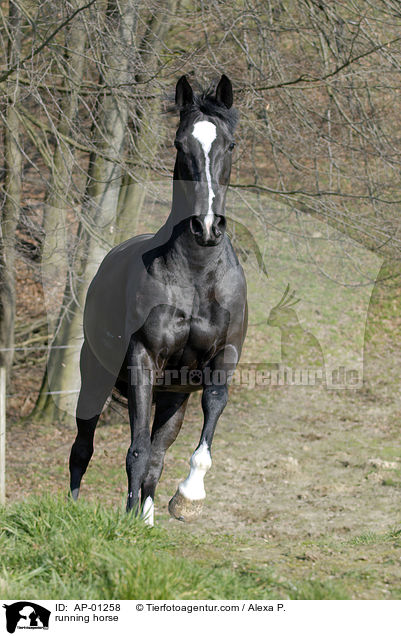rennendes Pferd / running horse / AP-01258