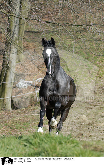 rennendes Pferd / running horse / AP-01259