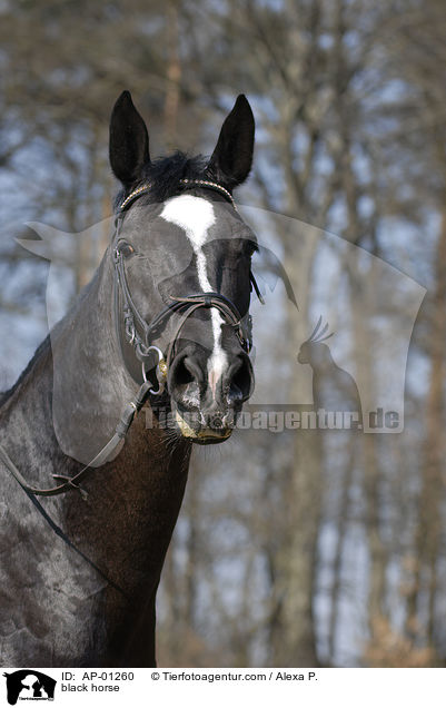 Rappe / black horse / AP-01260