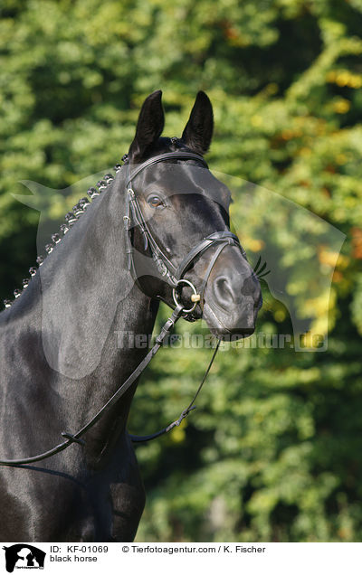 schwarzes Pferd / black horse / KF-01069