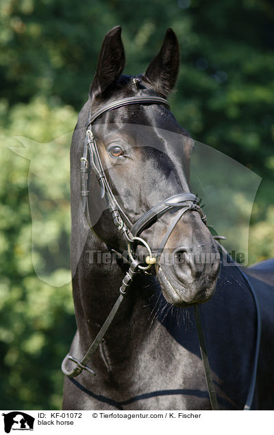 schwarzes Pferd / black horse / KF-01072