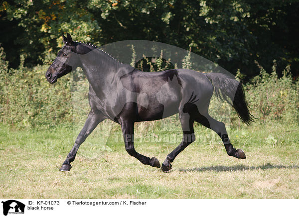 schwarzes Pferd / black horse / KF-01073