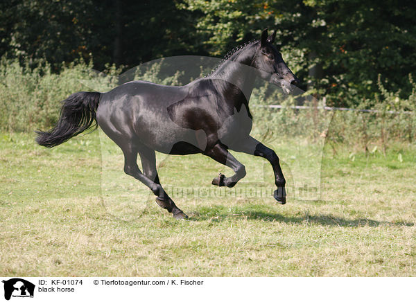schwarzes Pferd / black horse / KF-01074