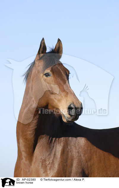 brauner Westfale / brown horse / AP-02380