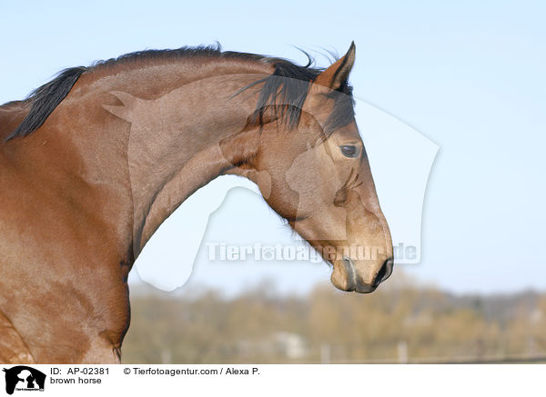 brauner Westfale / brown horse / AP-02381