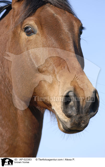 brown horse / AP-02383