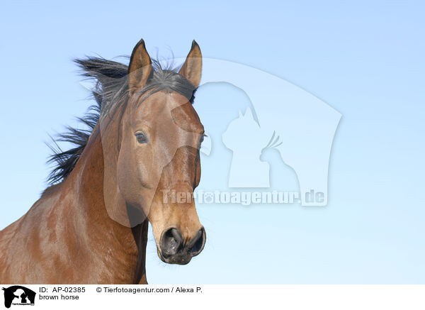 brauner Westfale / brown horse / AP-02385