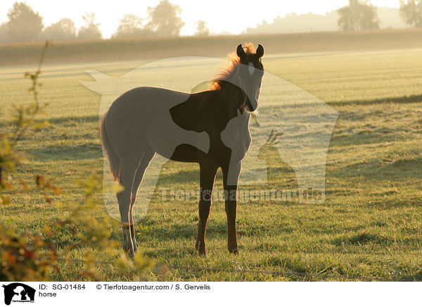 Westfale / horse / SG-01484